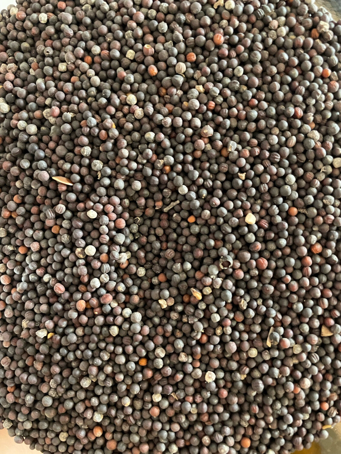 Semillas de mostaza amarilla / negra