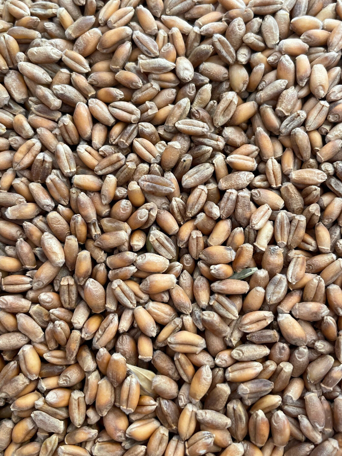 Trigo en grano integral