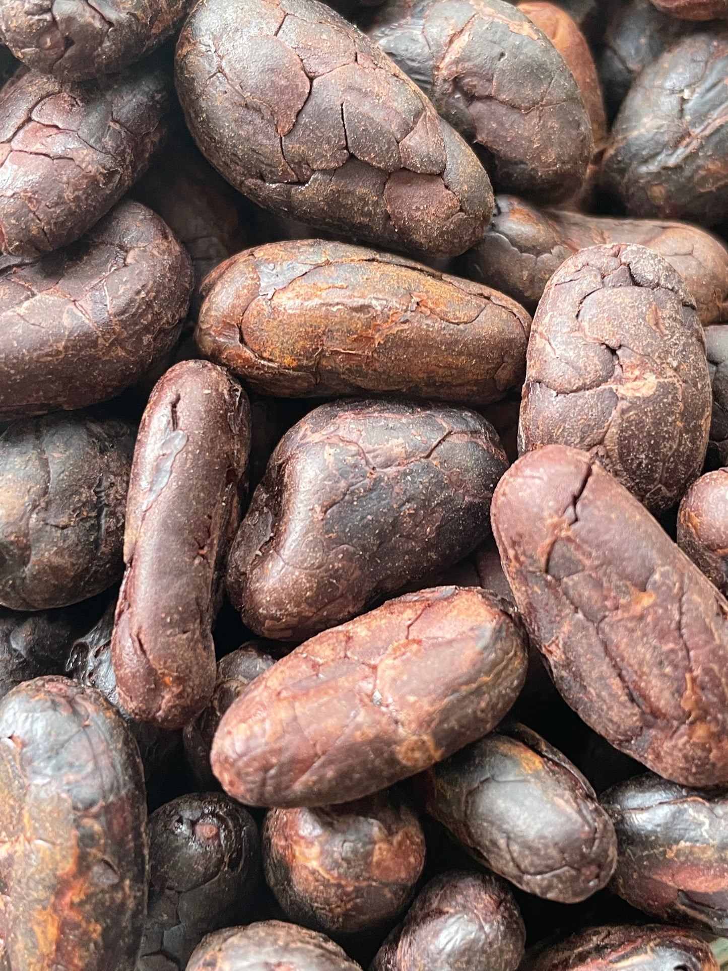 Cacao orgánico